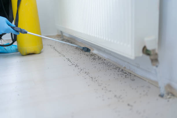 Best Flea Control Services  in Harper Woods, MI